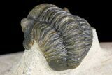 Gerastos Trilobite Fossil - Foum Zguid, Morocco #145737-4